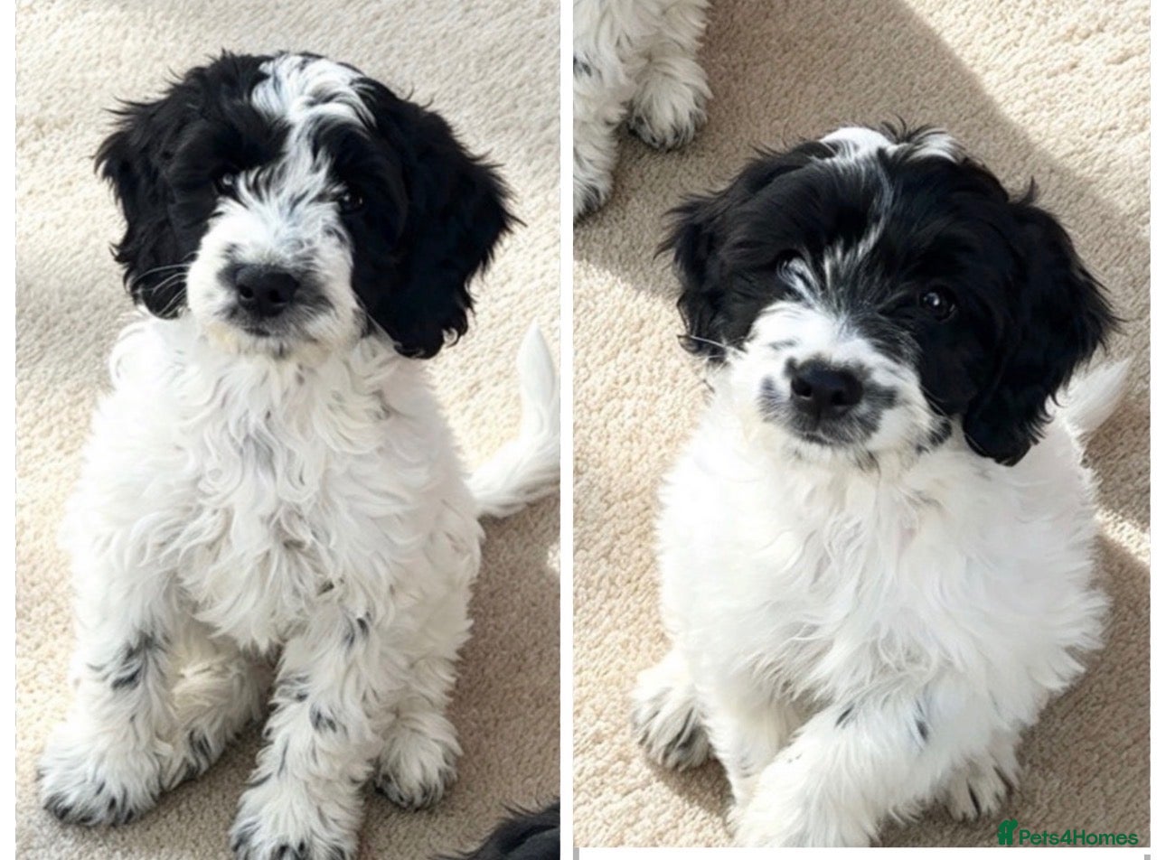 Sproodle dogs Rare Merle Sroodles Ready To Leave  - Advert 15