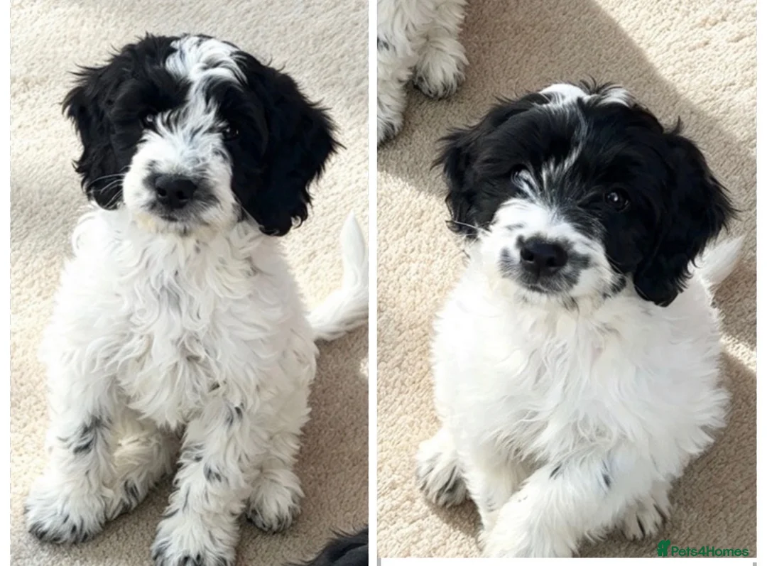 Sproodle dogs for sale: Rare Merle Sroodles Ready To Leave  - Advert 1