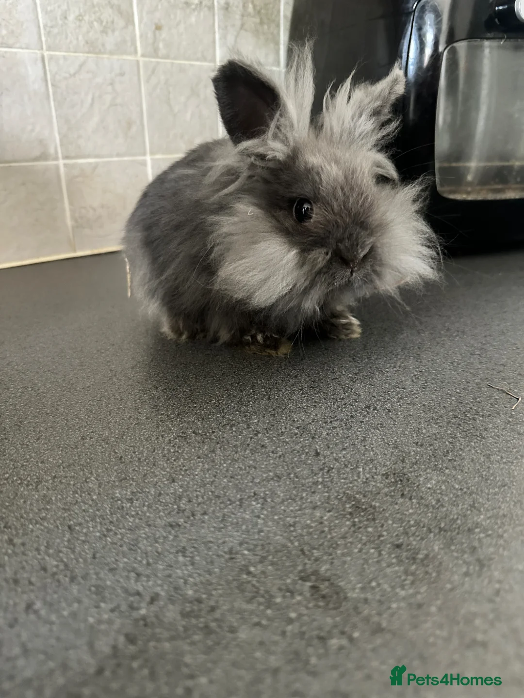 Mini Lion Lop rabbits for sale: Last  girl READY NOW X - Advert 1