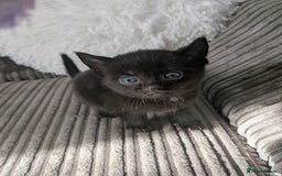 Domestic Shorthair cats for sale: 3 loveable female kittens ready mid October  - Image 4