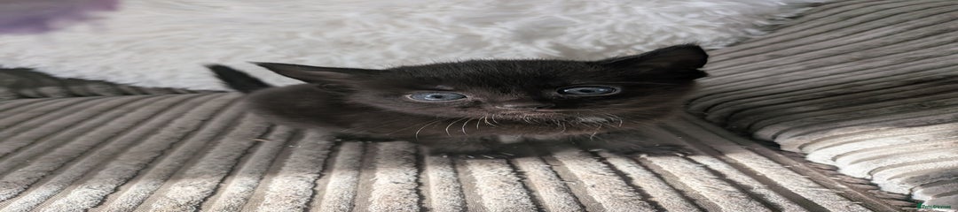 Domestic Shorthair Kitten 2