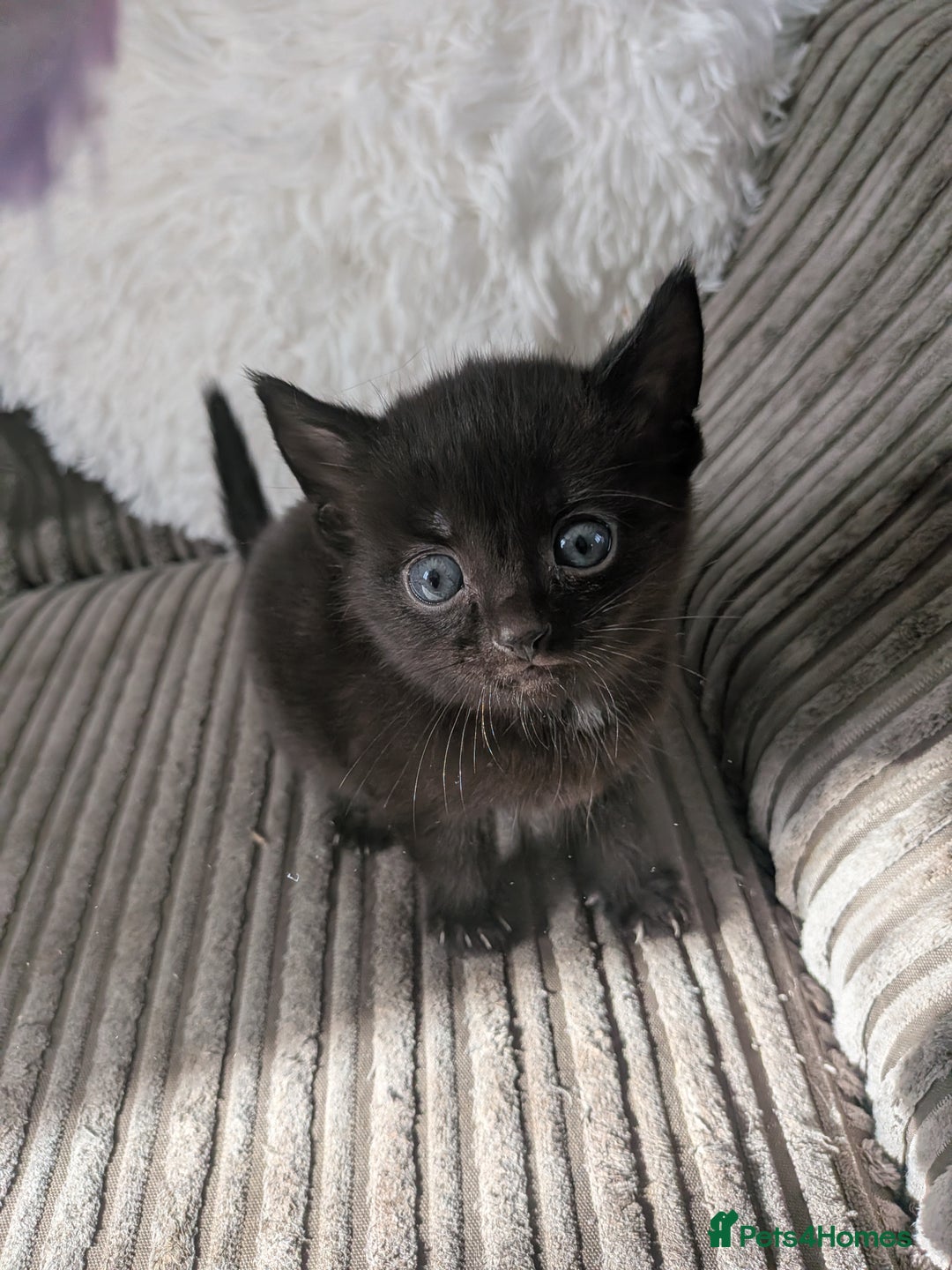 Domestic Shorthair cats for sale: 3 loveable female kittens ready mid October  - Image 4
