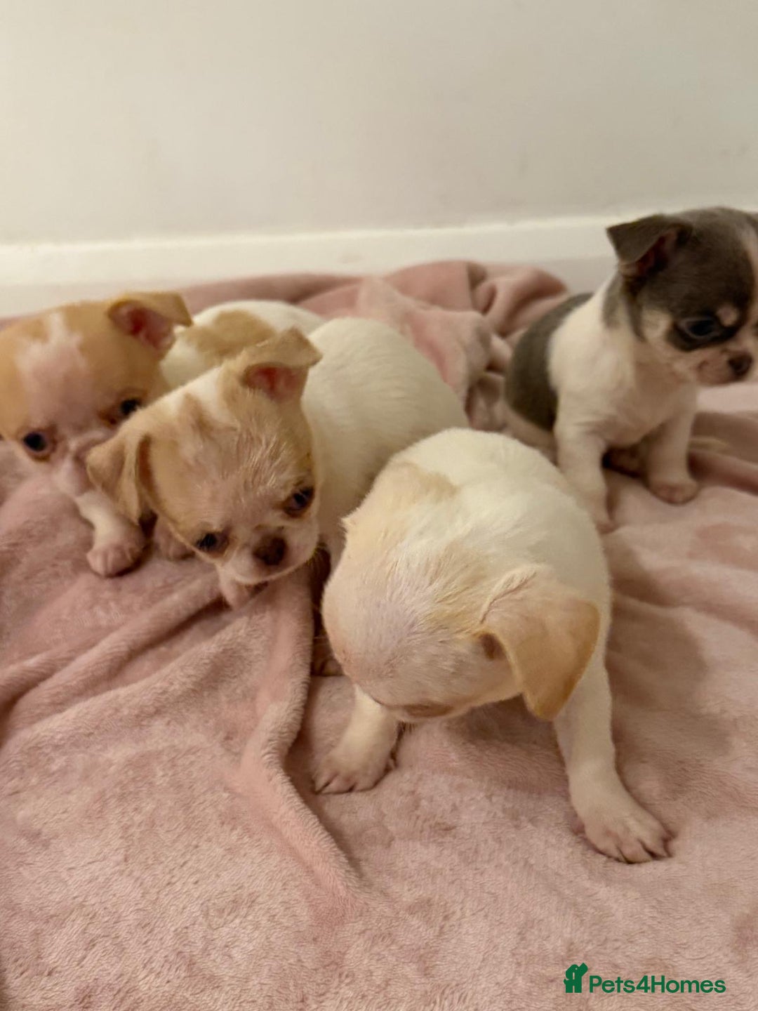 Chihuahua dogs for sale: Kc chihuahua puppies Russian and Ukraine lines - Advert 33