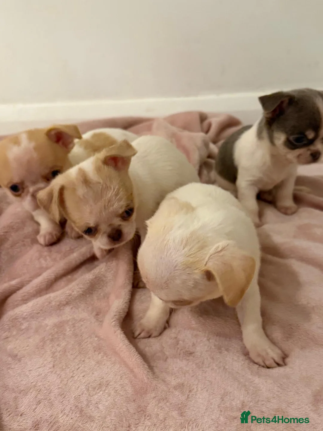 Chihuahua dogs for sale: Kc chihuahua puppies Russian and Ukraine lines - Advert 33