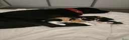 Domestic Shorthair cats for sale: Beautiful Calico short haired domestic kitten  in Poole - Advert 9