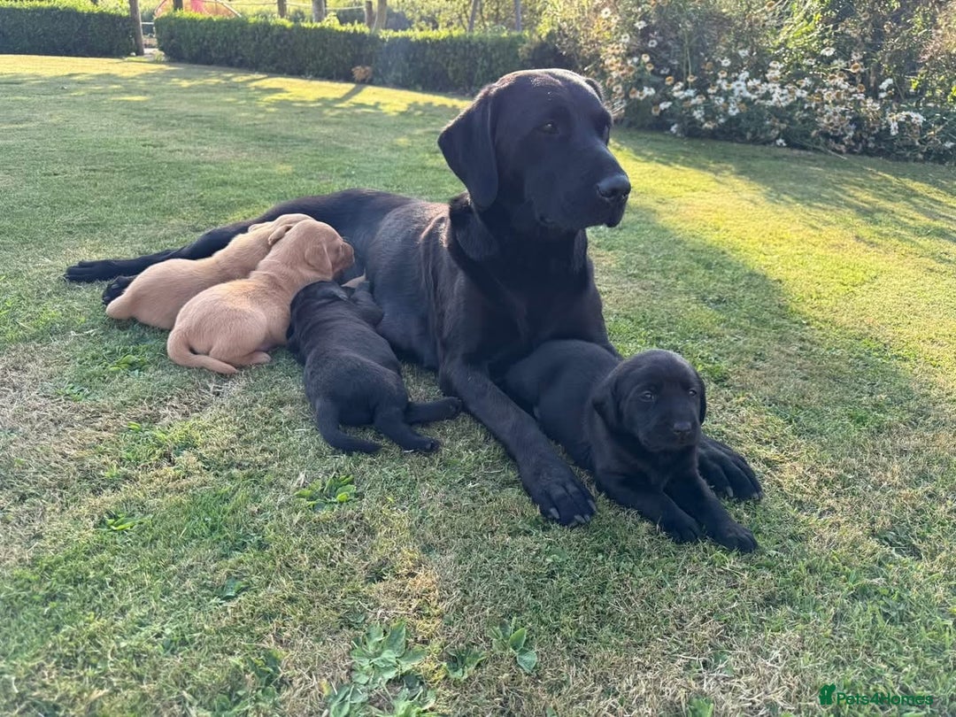 Labrador Retriever dogs for sale: One Beautiful Black Labrador Puppy Available - Image 9