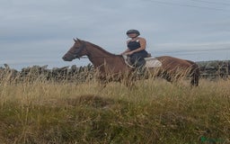 Irish Thoroughbred horses for sale: Outstanding 16.2 , 6 yr old tb gelding  - Image 13
