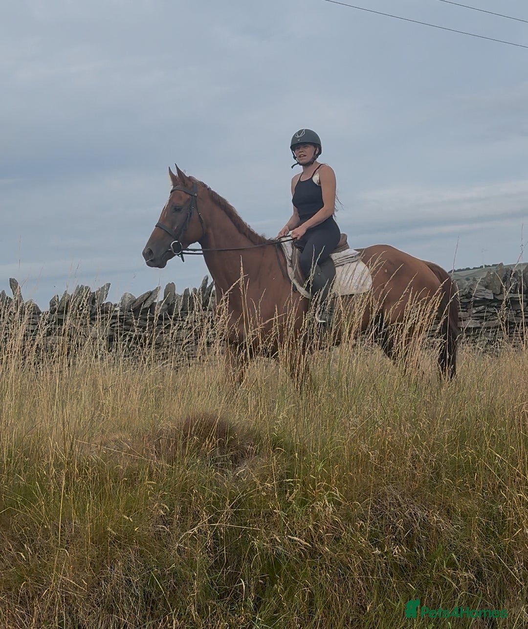 Irish Thoroughbred horses for sale: Outstanding 16.2 , 6 yr old tb gelding  - Image 13