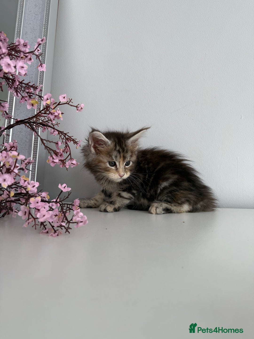 Maine Coon cats for sale: Stunning TICA Maine Coon girls - Image 16