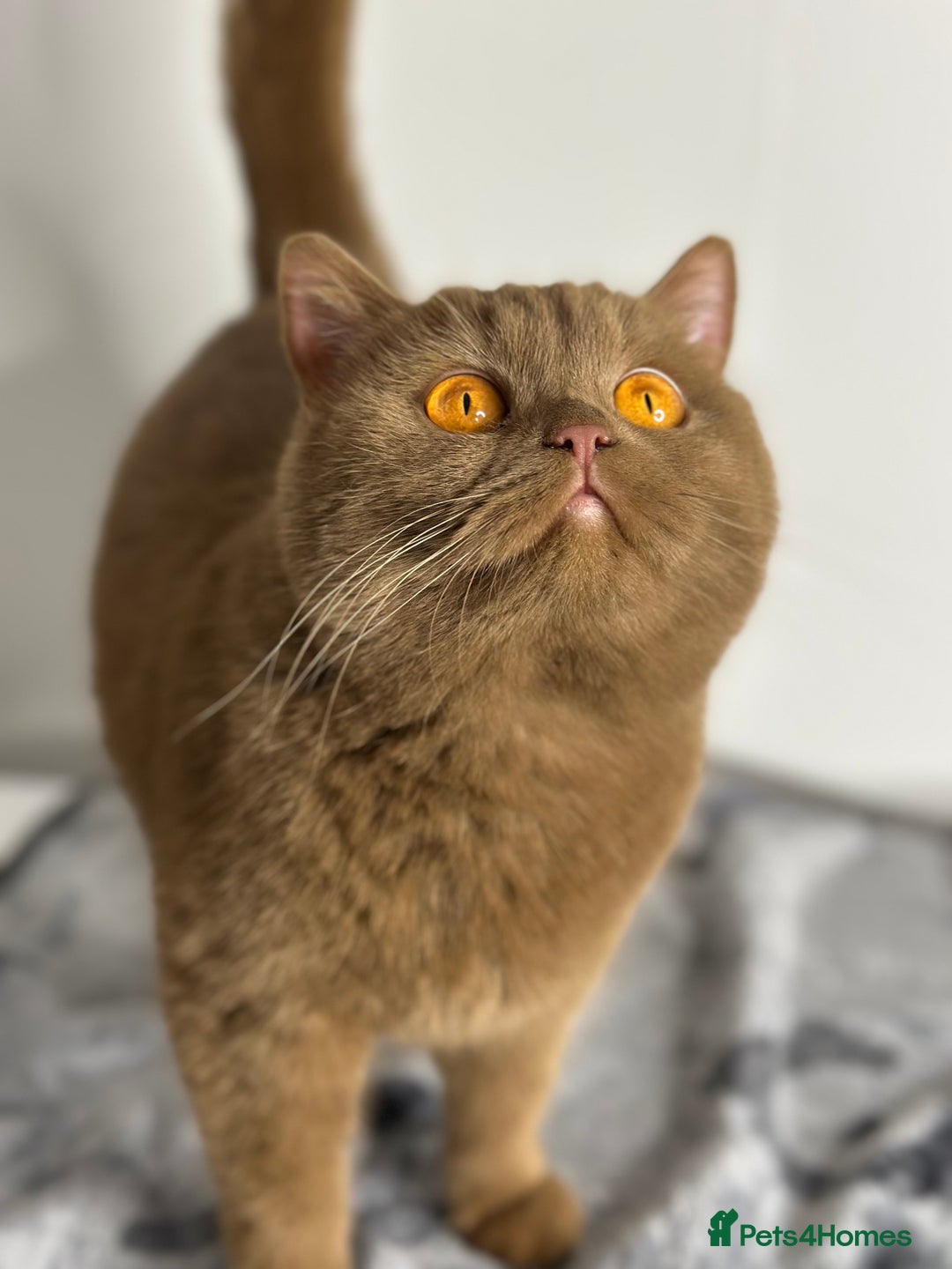 British Shorthair cats for sale: British shorthair Fawn - ONLY 2 kittens left  - Advert 8