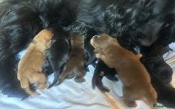 Cocker Spaniel dogs for sale: Cocker spaniel puppies - Image 3
