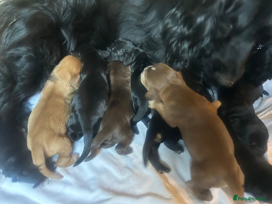 Cocker Spaniel dogs for sale: Cocker spaniel puppies - Image 3