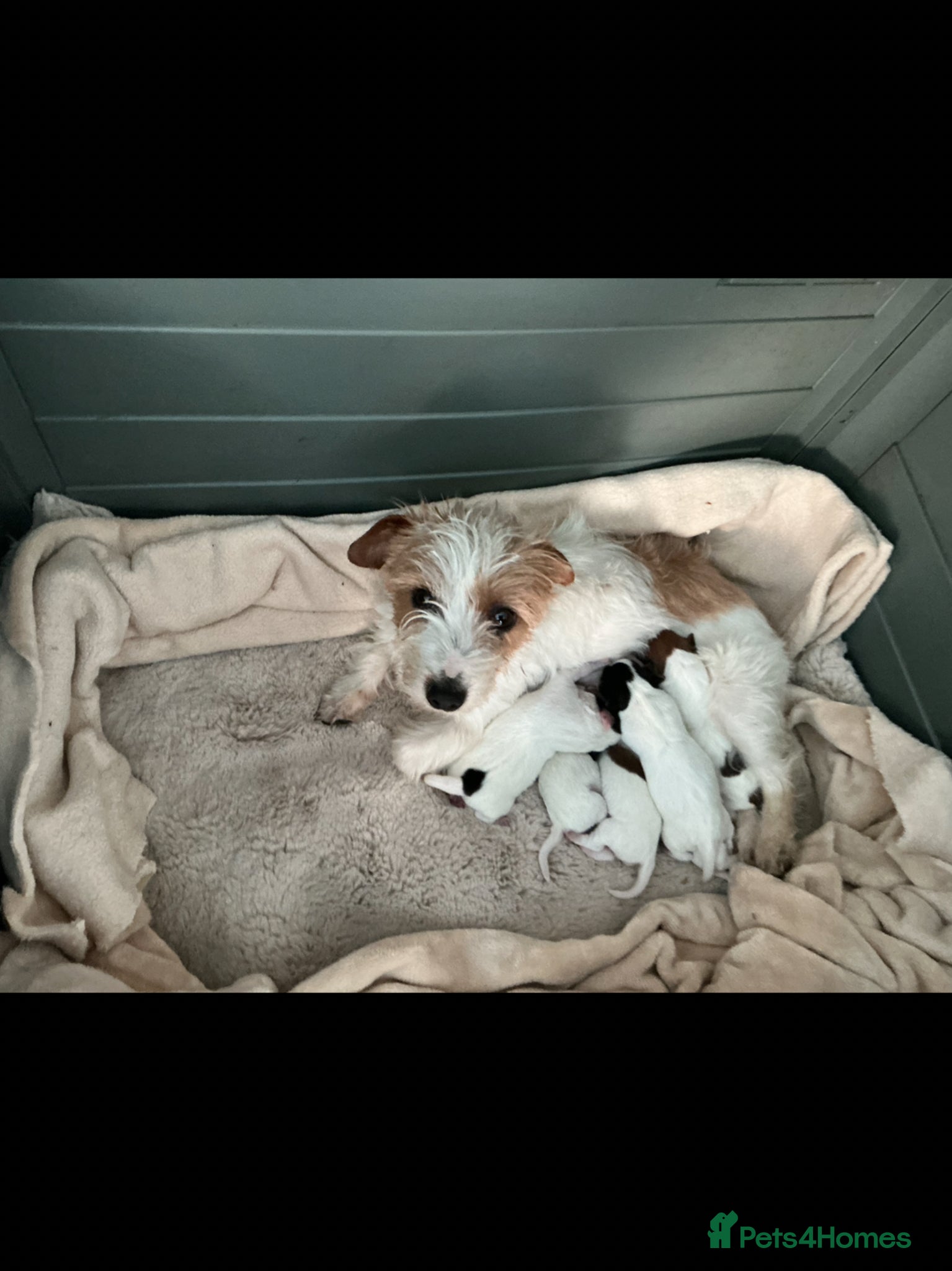 Jack Russell dogs for sale: Jack Russell puppies - Advert 1