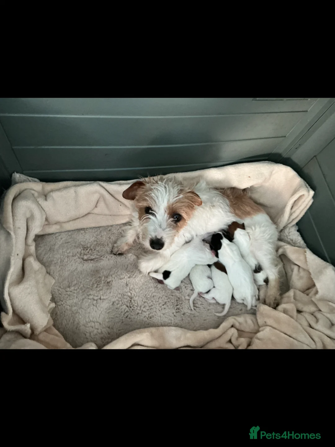 Jack Russell dogs for sale: Jack Russell puppies - Advert 1