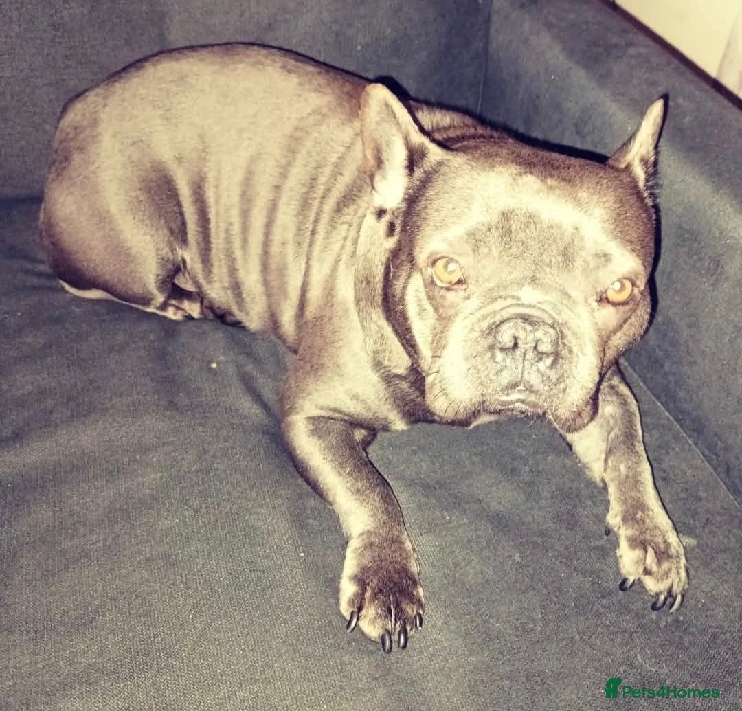 French Bulldog dogs Beautiful frenchie - Advert 14