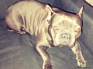 French Bulldog dogs Beautiful frenchie - Advert 1