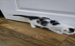 Mixed Breed cats for sale: 6 kittens  - Image 14