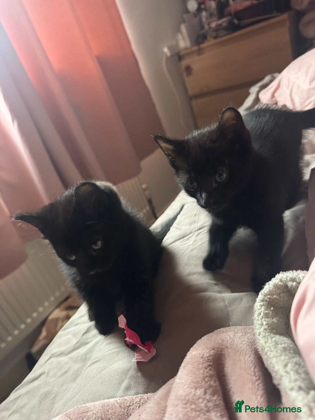Mixed Breed cats for sale: 2 black male kittens for adoption  - Advert 1