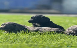 Sproodle dogs for sale: Adorable Sproodle Pups - Image 7