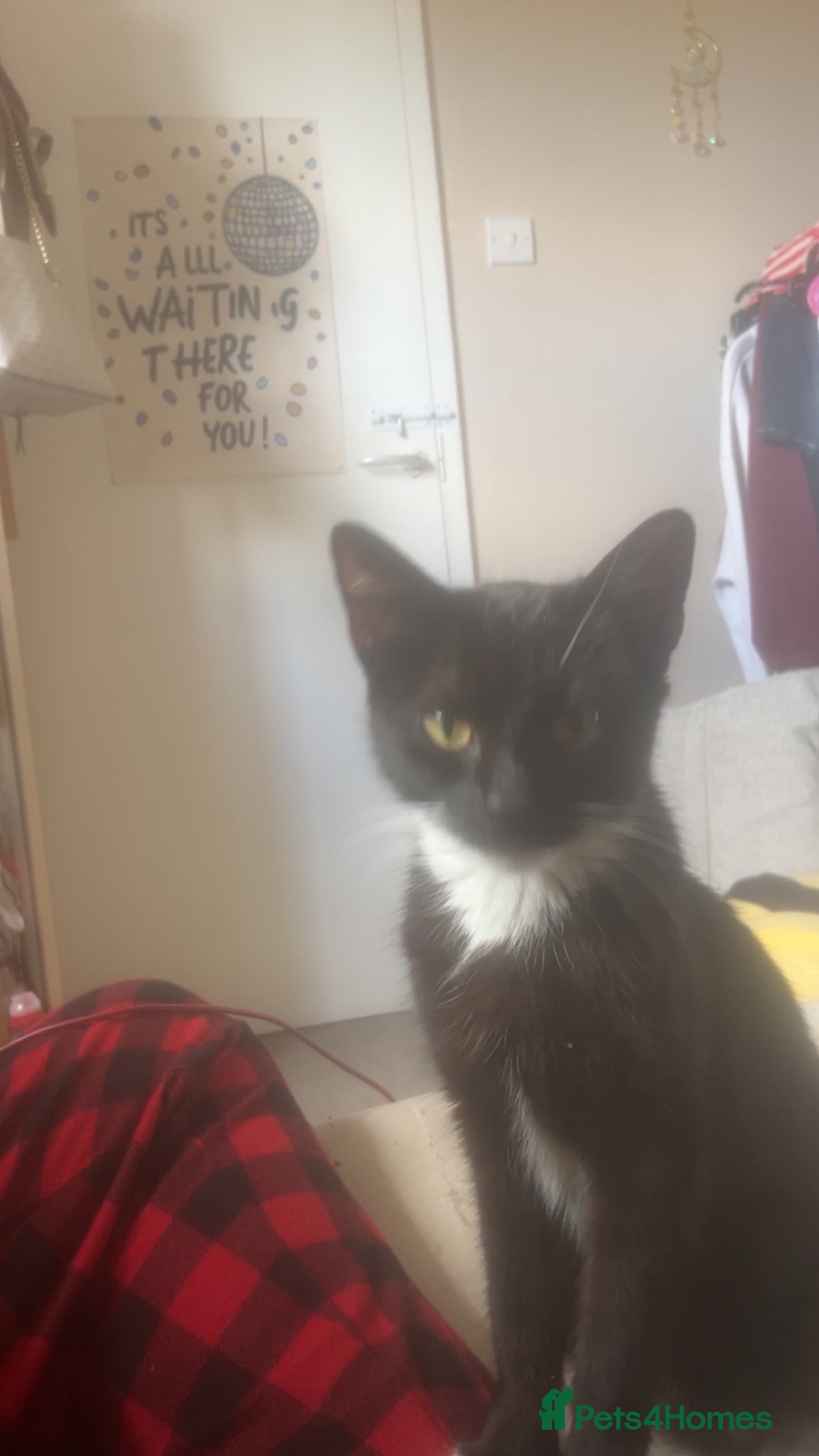 Mixed Breed cats Stunning tuxedo purebred female  - Advert 1