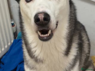 Siberian Husky dogs 1 YearSiberian Husky - Advert 2