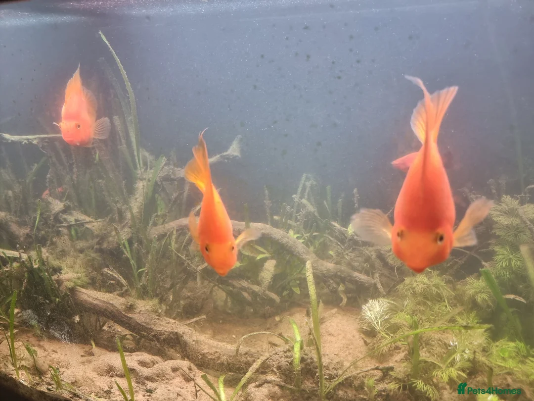 Cichlids fish for sale: Tropical fish - Advert 36