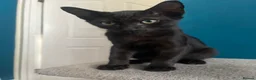 Mixed Breed cats for sale: 5 lovely kittens looking for a home  - Advert 5