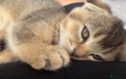 British Shorthair cats for sale: Scottish folds cross blue British - Image 2