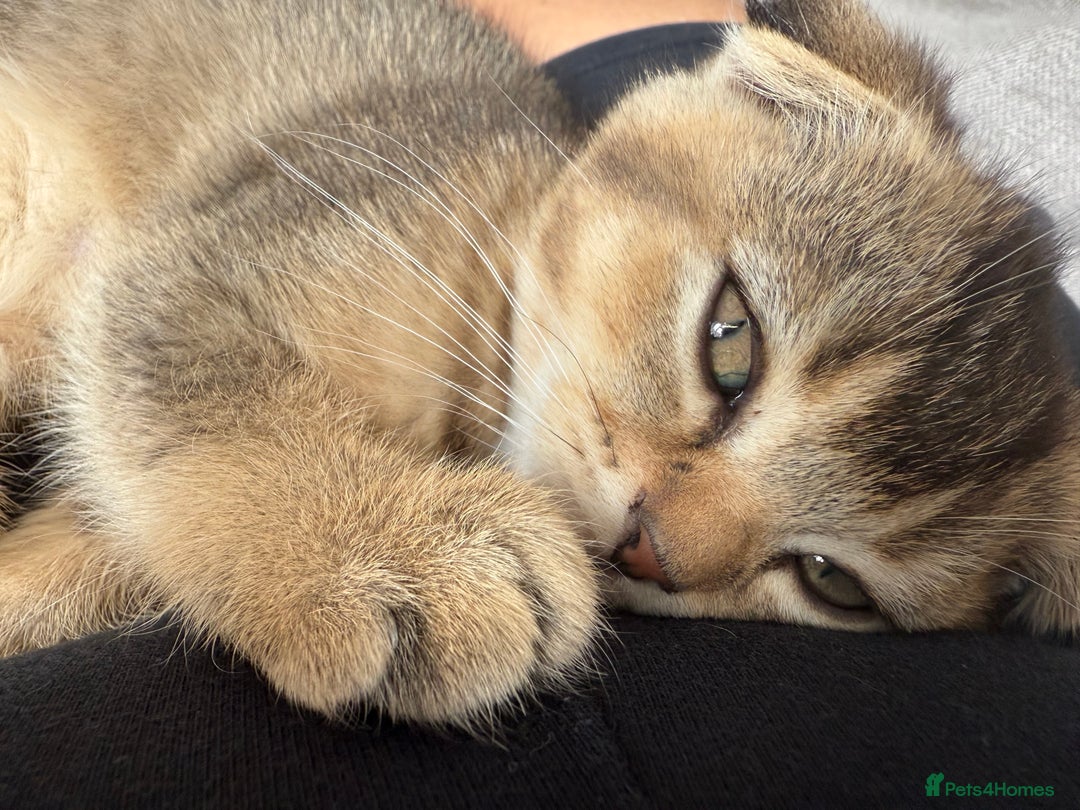 British Shorthair cats for sale: Scottish folds cross blue British - Image 2