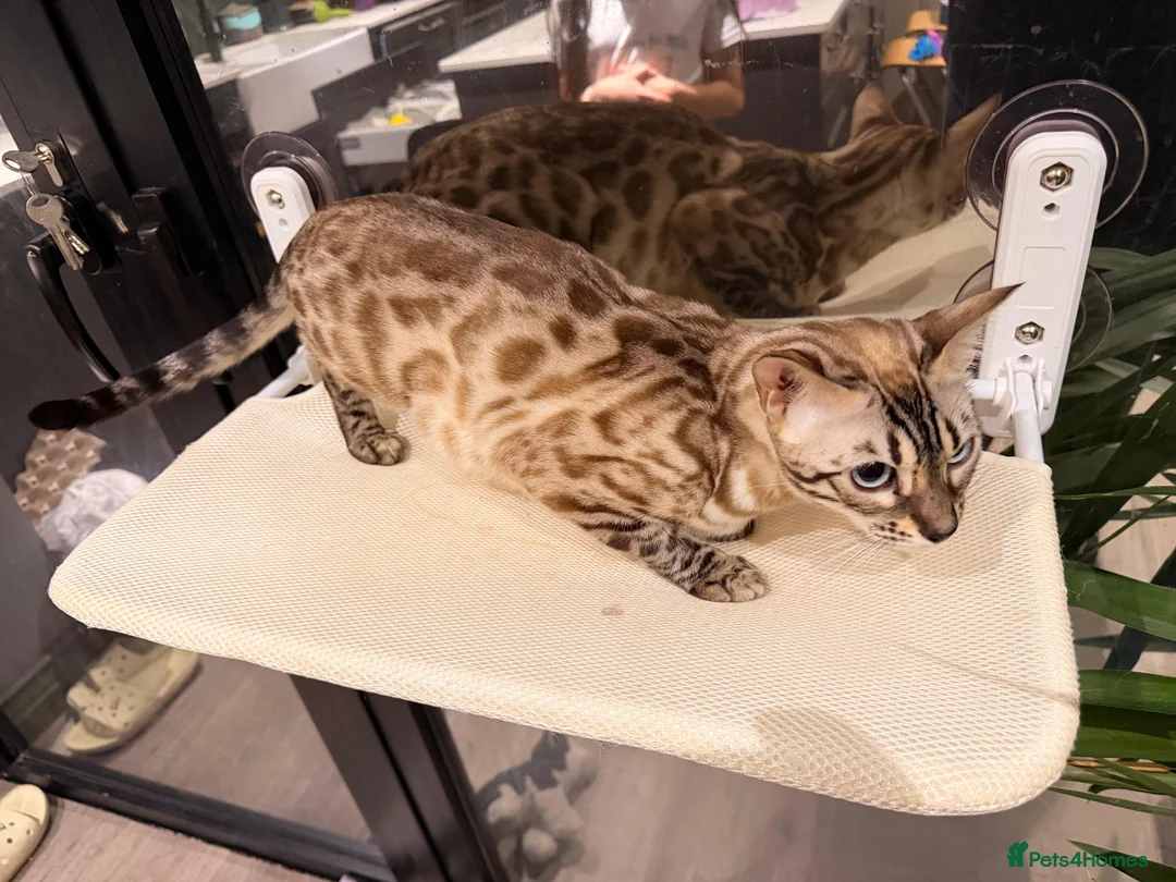 Bengal cats for sale: Female Bengal snow mink  - Advert 4