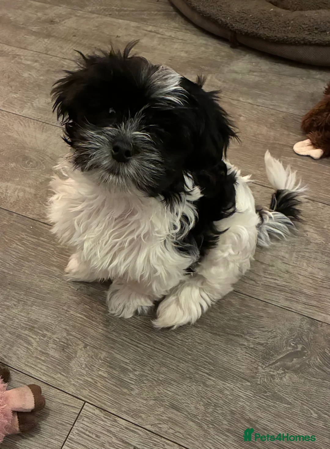 Malshi dogs for sale: Malshi pups - Advert 10