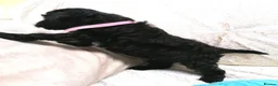 Jackapoo dogs for sale: 7 Beautiful Jackapoo puppies  - Advert 6