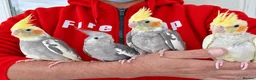 Cockatiels birds for sale: Super hand tamed baby cockatiel for sale - Advert 10