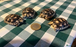 Tortoise reptiles for sale: Baby Tortoises Herman & Marginates - Image 17