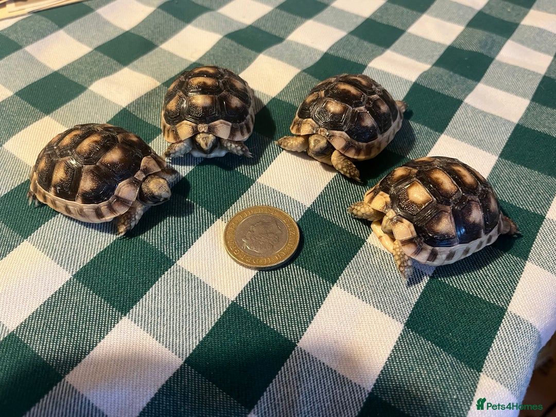 Tortoise reptiles for sale: Baby Tortoises Herman & Marginates - Image 17