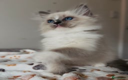 Ragdoll cats for sale: 💙🐾Tica full Pedigree🐾EU Ragdoll 🐱🐾DNA Clear - Image 20
