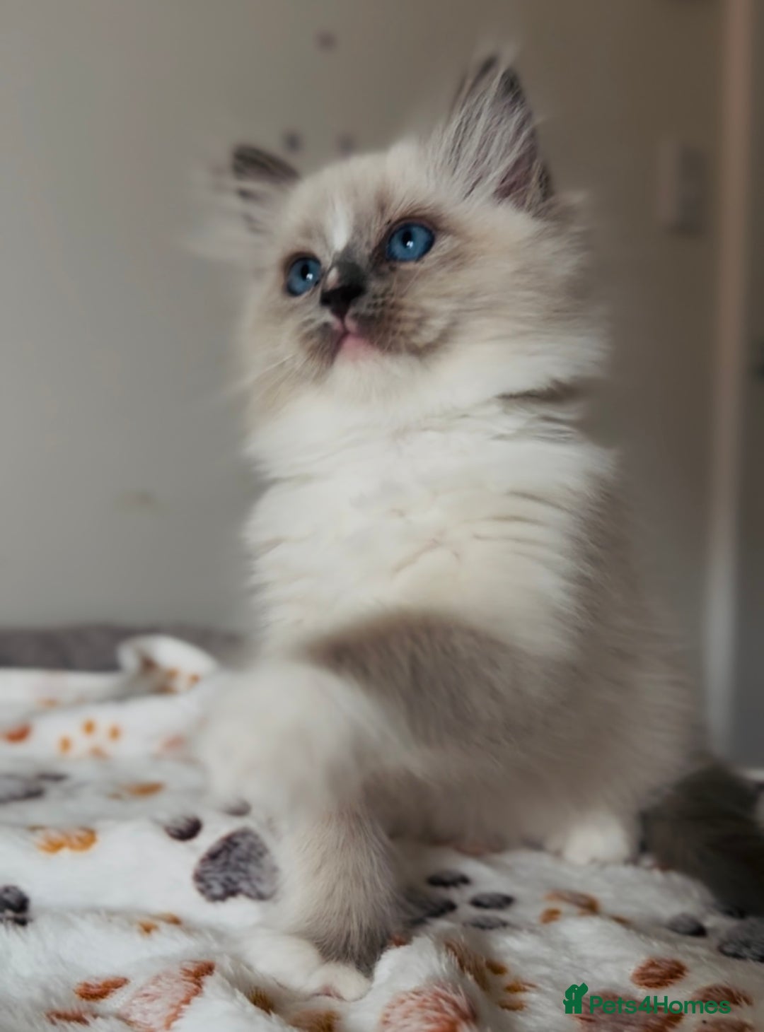 Ragdoll cats for sale: 💙🐾Tica full Pedigree🐾EU Ragdoll 🐱🐾DNA Clear - Image 20