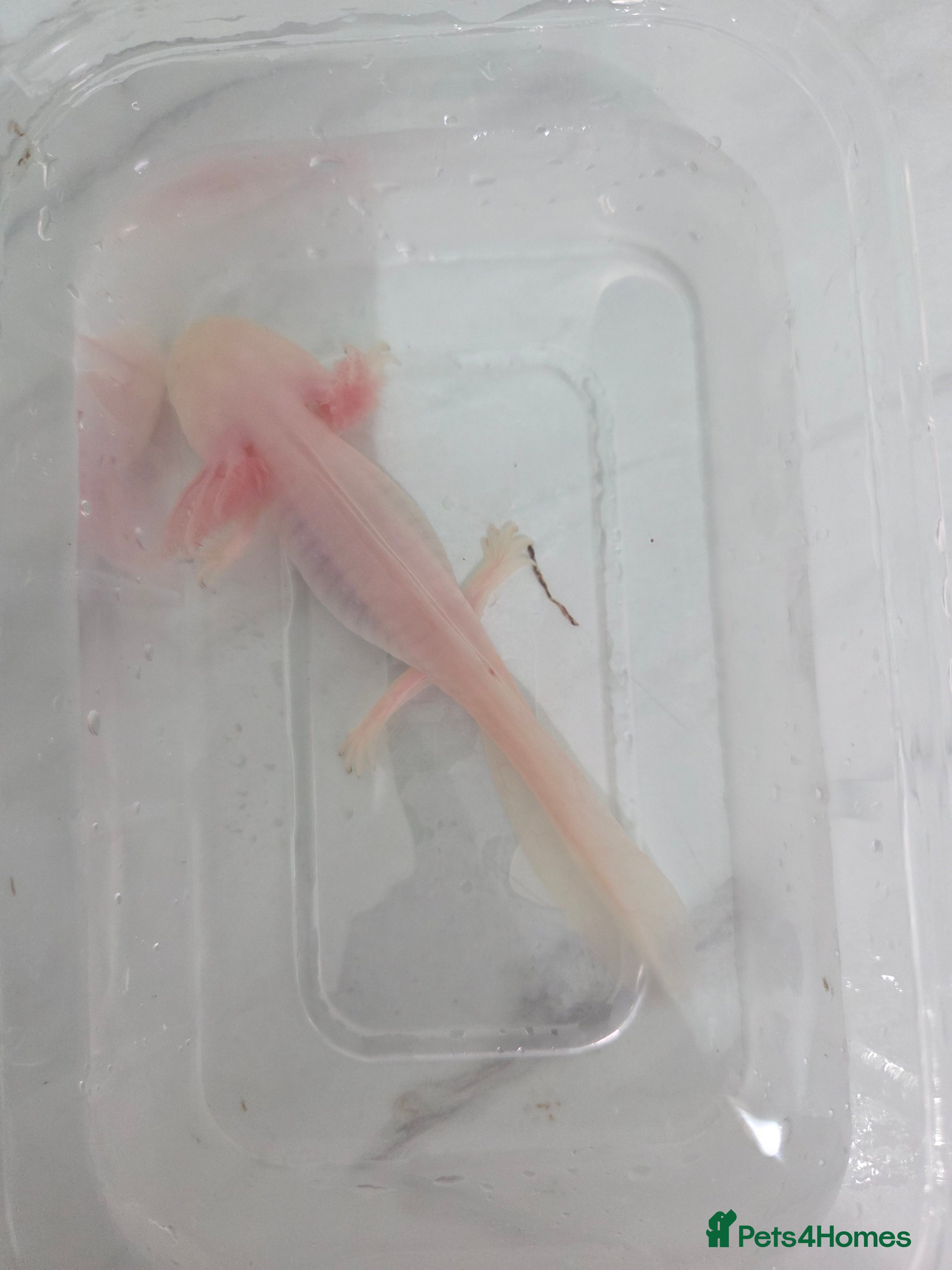 Axolotl reptiles 5 month old Axolotl's for sale - Advert 3