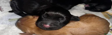 Black Cocker Spaniel Puppy (Girl)