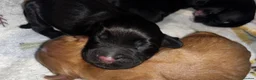Cocker Spaniel dogs for sale: 5 Cocker Spaniel Puppies for Sale - Advert 7