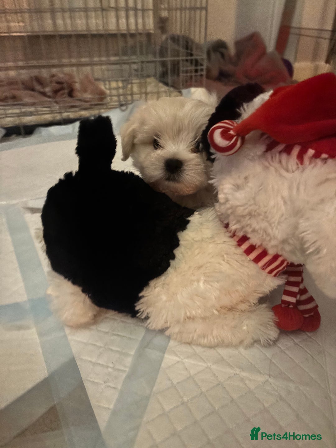 Maltipoo dogs for sale: Maltipoo - Advert 6