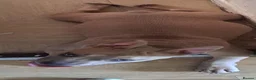 American Bully dogs for sale: Extreme muscle tone pocket bully in Antrim - Advert 7
