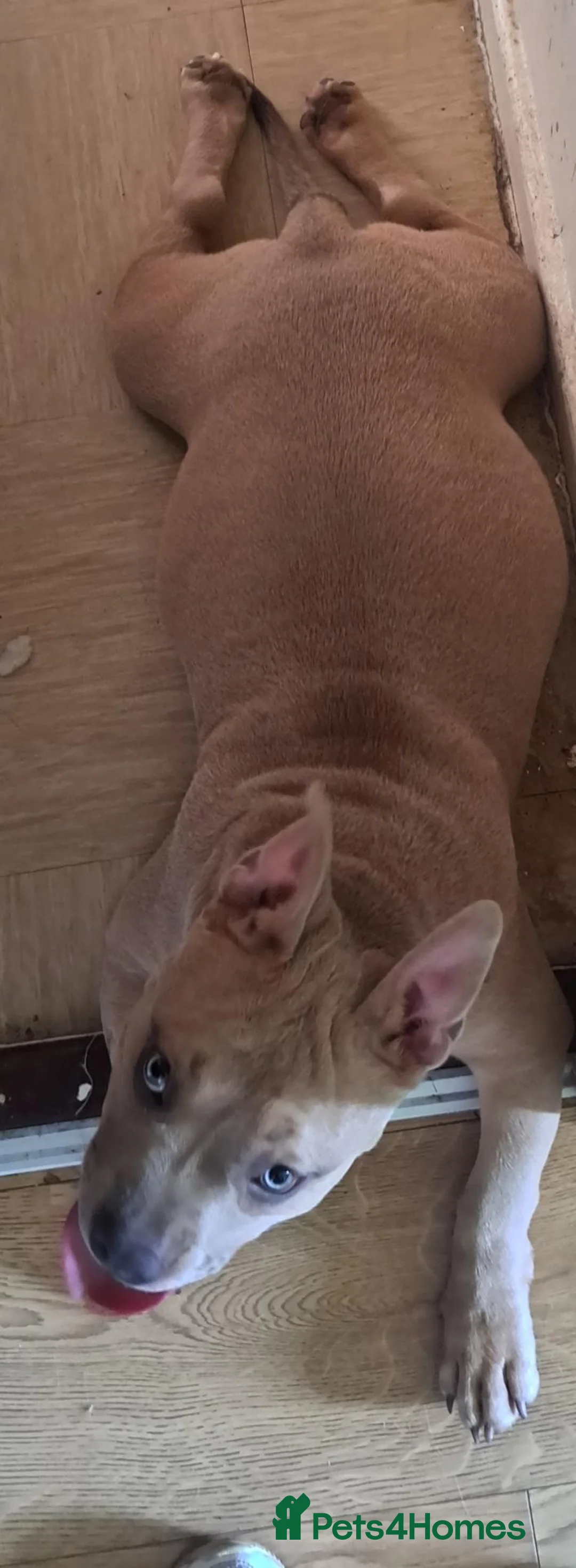 American Bully dogs for sale: Extreme muscle tone pocket bully in Antrim - Advert 7