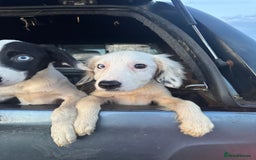 Mixed Breed dogs for sale: Springer cross collie  - Image 20