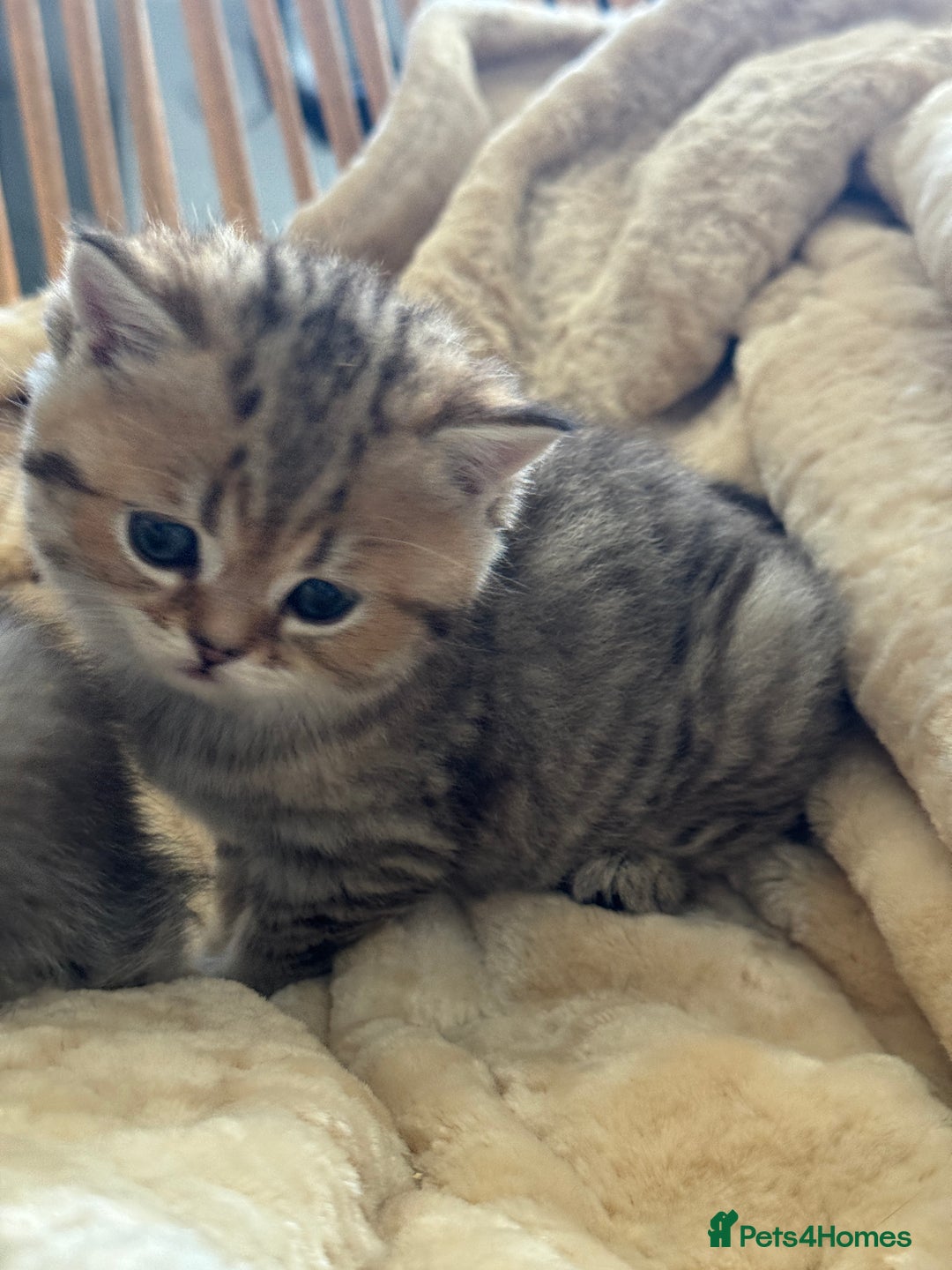 British Shorthair cats for sale: 2 Outstanding BSHLitter Chinchilla &Classic Lines) - Advert 24