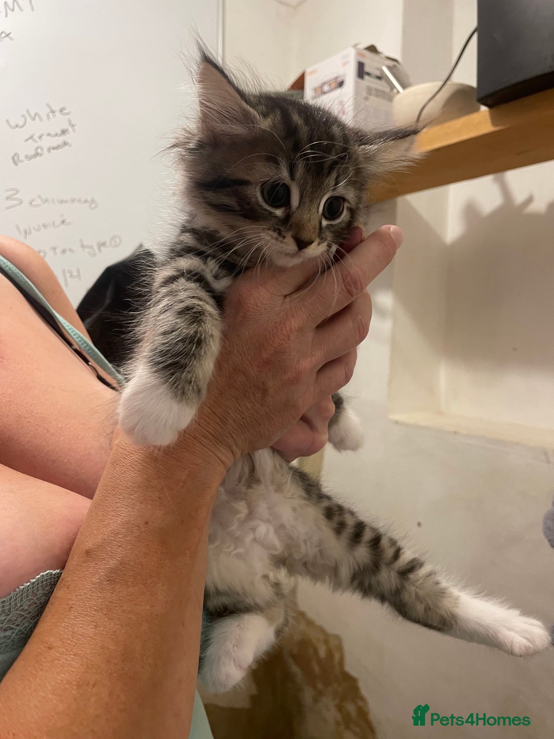 British Shorthair cats for sale: Kittens for sale - Image 8