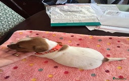 Jack Russell dogs for sale: Quality Smooth Coated Short Legged JRT's - Image 11