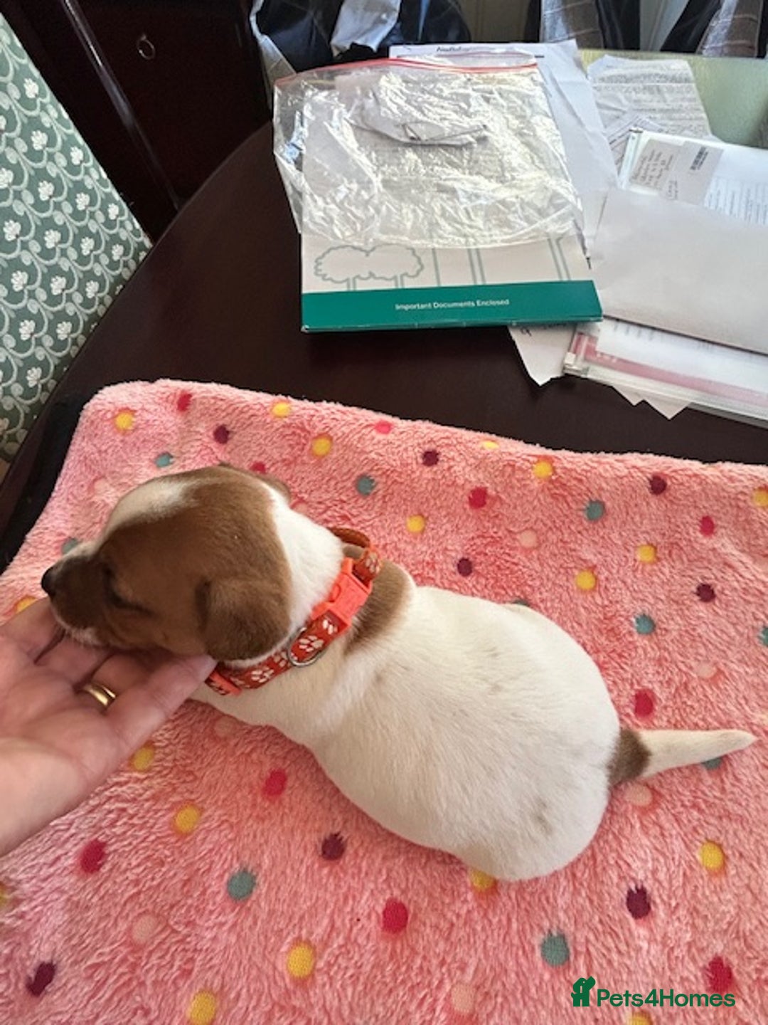 Jack Russell dogs for sale: Quality Smooth Coated Short Legged JRT's - Image 11
