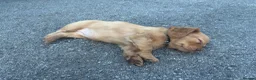 Mixed Breed dogs for sale: Beautiful Family Raised Doxiepoo Puppies Ready now - Advert 6