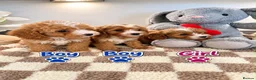 Maltipoo dogs for sale: 🌟🐻 Our five-star Asian Maltipoo teddy bears  - Advert 2